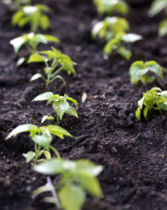 Cultivos campo sostenible