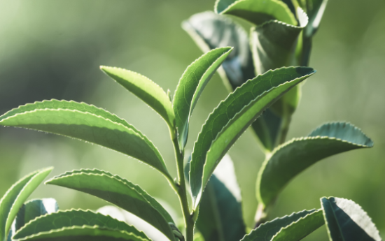 Cultivos sostenibles