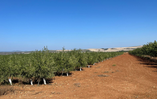cultivo-olivos